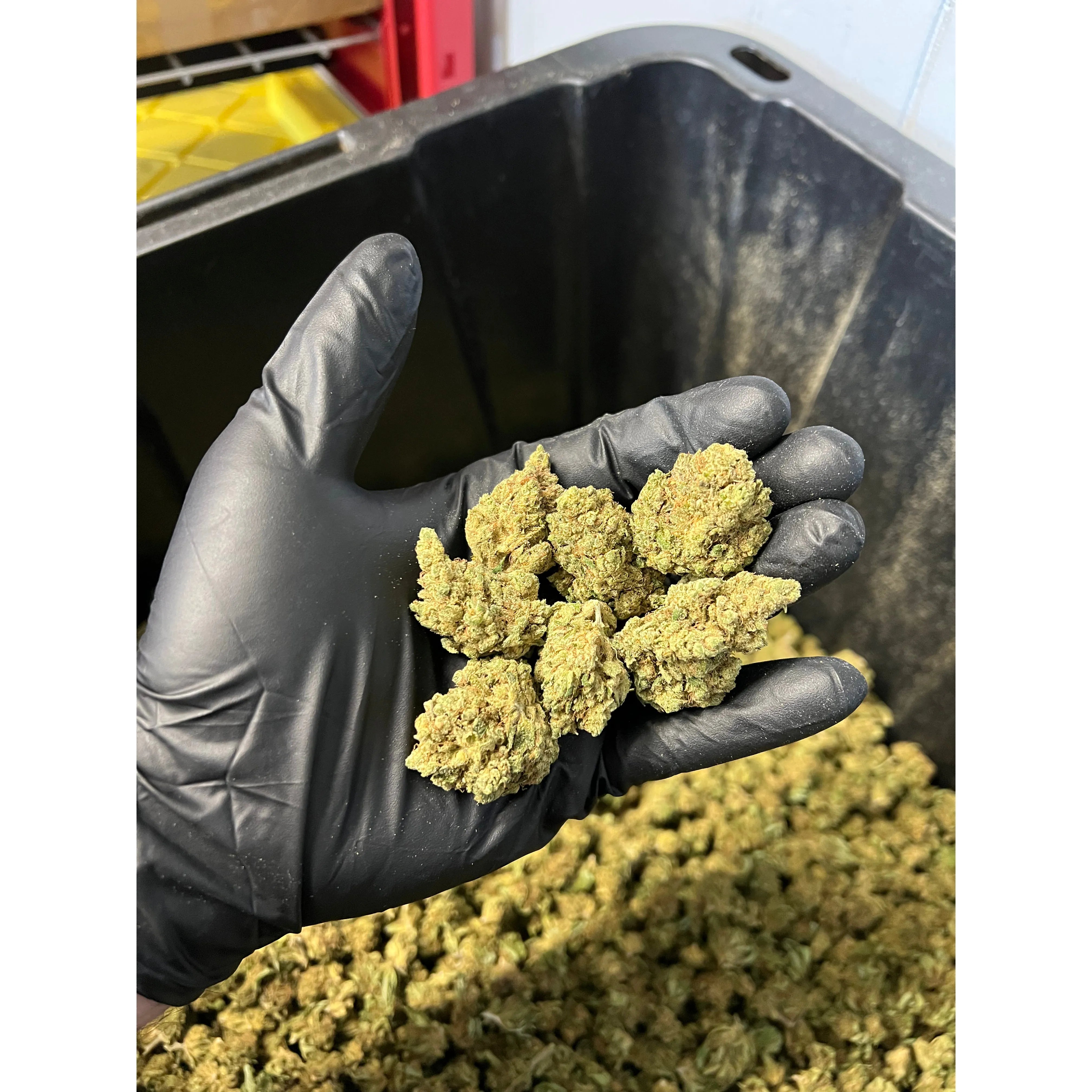 Indoor Sour Grapefruit Hemp Flower